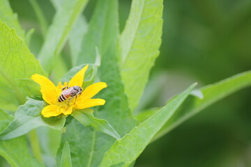 Yellow flower and bee. Flower Guizotia abyssinica close view.