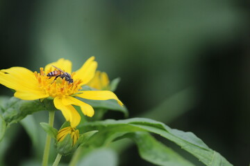Yellow flower and bee. Flower Guizotia abyssinica close view.