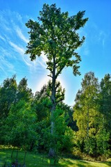 A tall tree in the park towering over other trees against the blue sky.