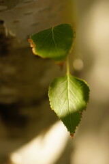 Two green birch leaves grow from tree trunk in sunny garden