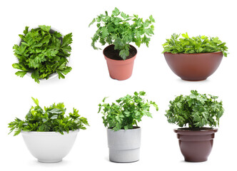 Fototapeta na wymiar Set with potted parsley plants on white background