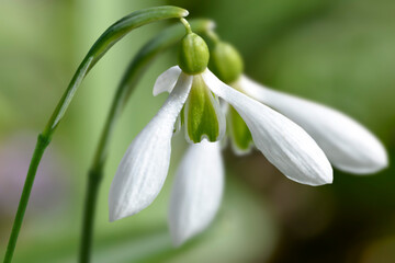 snowdrop flowers in the forest