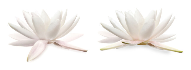 Two beautiful lotus flowers isolated on white