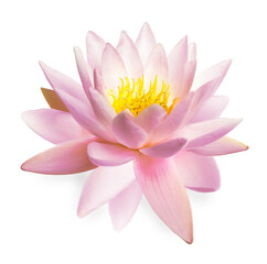 Beautiful pink lotus flower isolated on white