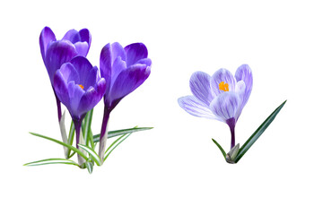 crocus flowers isolated on white