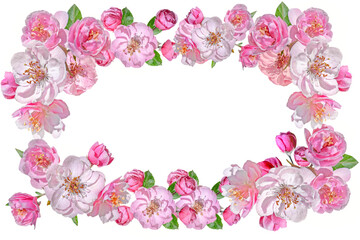 pink apple flowers frame isolated on white
