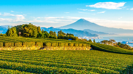 Sunrise over Fuji Mountain and green tea field 6
