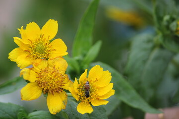 Yellow flower and bee. Flower Guizotia abyssinica close view.
