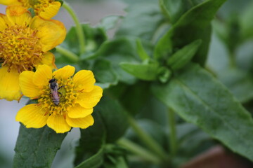 Yellow flower and bee. Flower Guizotia abyssinica close view.