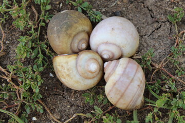 snails shell protection against sun