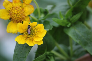 Yellow flower and bee. Flower Guizotia abyssinica close view.