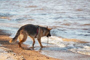 German shepherd dog running along the sea with an orange ball in its mouth. Portrait of a playing purebred dog.