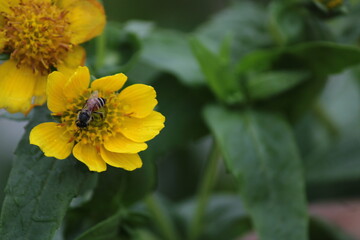 Yellow flower and bee. Flower Guizotia abyssinica close view.