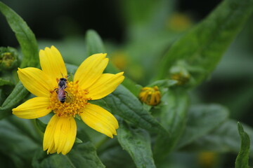 Yellow flower and bee. Flower Guizotia abyssinica close view.