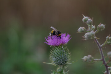 Hummel auf Distel
