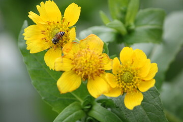 Yellow flower and bee. Flower Guizotia abyssinica close view.