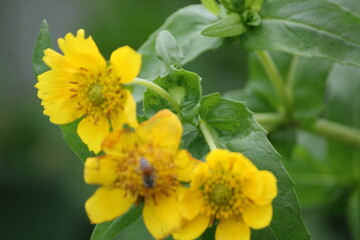 Yellow flower and bee. Flower Guizotia abyssinica close view.