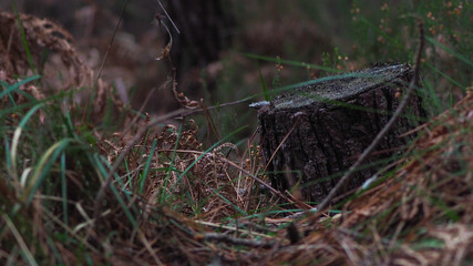Souche d'arbre noyée parmi les fougères