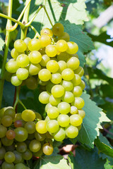 Large bunches of red wine grapes hang from an old vine in warm afternoon light