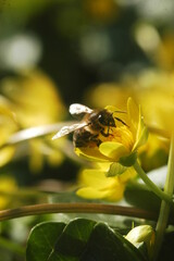 bee on yellow flower