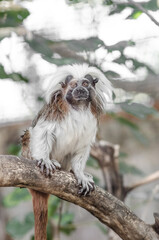 tamarin oedipus
