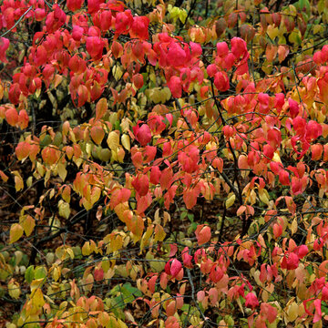 Meshchera, national Park Meshchersky. In autumn the thickets of beresklet ablaze.