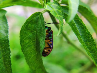 bug on leaf