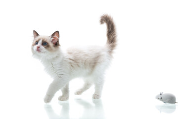 two month old Ragdoll kitten at home