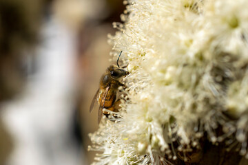 bee collecting pollen on jaboticaba flower. selective focus.