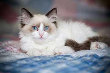two month old Ragdoll kitten at home
