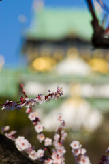The plum blossoms around Osaka Castle are in full bloom.