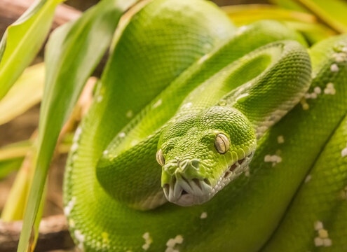 Green tree python (Morelia viridis)