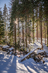 Sunbeam in snowy forest in Koscieliska valley in winter, Tatras