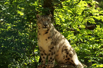 Panthère des neiges en captivité