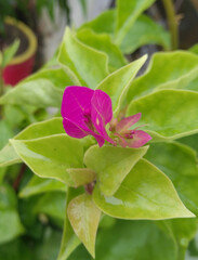 Beautiful pink flower blooming in branch of green leaves plant growing in garden, nature photography, gardening background