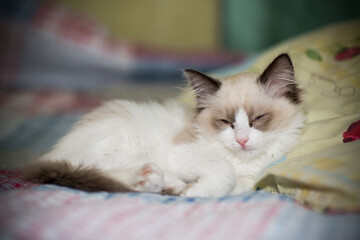 two month old Ragdoll kitten at home