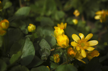 yellow flowers in the garden