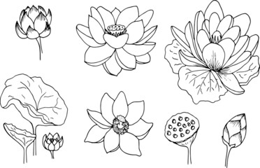 Lotus flowers and leaves. Individual element.