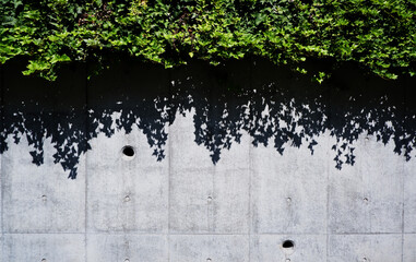 コンクリート壁と植物の影_ concrete wall With Plants and silhouette , Leave concrete with green leaves for design background.