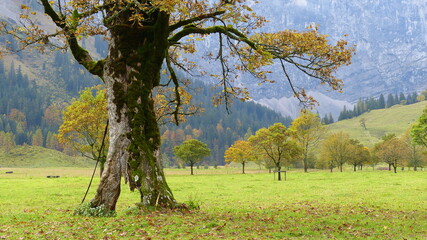 Alter Ahorn Baumriese im großen Ahornboden im Herbst
