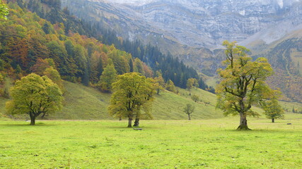 Fototapeta na wymiar Großer Ahornboden im Herbst