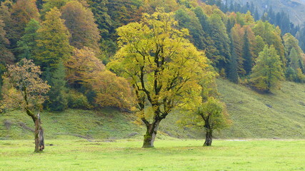 Herbstlich gefärbter Ahornbaum im großen Ahornboden 