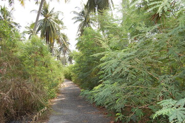 東南アジアの熱帯にあるマレーシアの熱帯雨林の遊歩道
