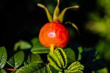 Red roseberry on a branch.