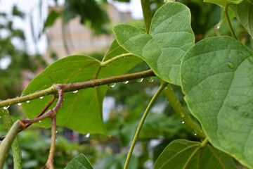 Tree branch after the rain