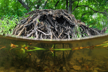 Beaver lodge view from the river underwater. © Sergey