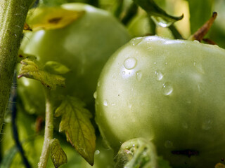 Close up view to the two green tomatoes on the branch in the garden.