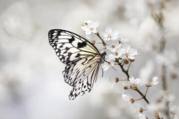 Beautiful rice paper butterfly on blossoming tree branch, closeup
