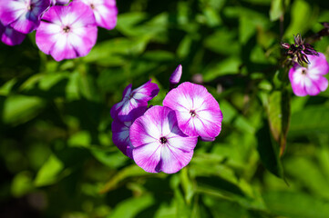 Obraz premium Beautiful delicate violet-white phlox flowers with green leaves in the garden