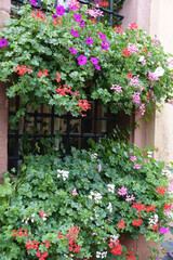 Fenêtre fleurie de géraniums.